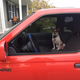 JJ’s new truck is Dog-Approved!